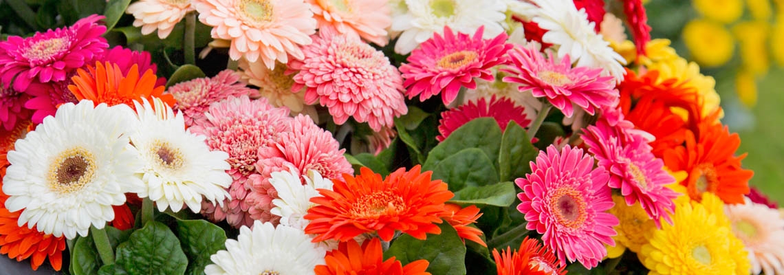 Gerbera Sundayz Group Banner Picture.jpg